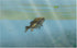 Cabela's Monster Bass PS2 PlayStation 2 - Like New