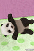 Petz Nursery Nintendo DS - Like New