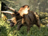 Jurassic The Hunted Xbox 360 Complete - Very Good