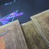 The Elder Scrolls IV: Oblivion Collector's Edition - Xbox 360 AD - No Coin - Very Good