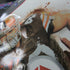 Madden NFL 12 PS3 PlayStation 3 AD/NM - Very Good